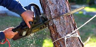 Best Storm Damage Tree Cleanup  in Vamo, FL