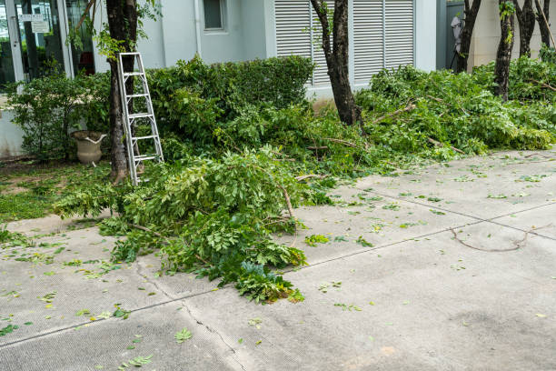 Best Organic Lawn Care Solutions  in Vamo, FL