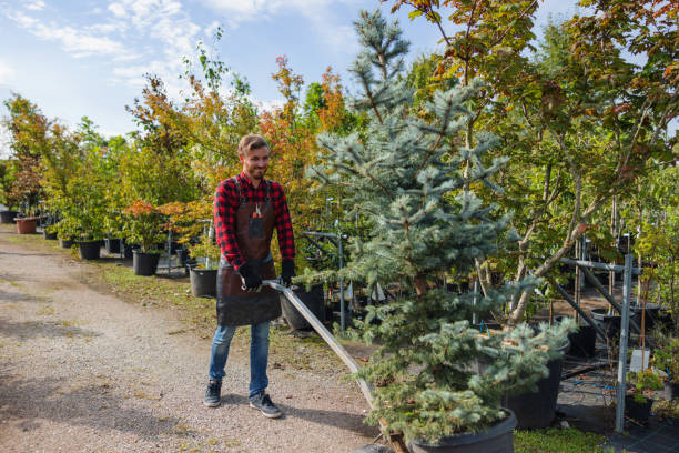 Trusted Vamo, FL Tree Services Experts
